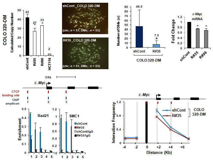 CIN+세포주인 Colo320-DM에 Rad21-Knockdown 후, chromatin structure 변화에 따른 amplified c-Myc gene copy number감소