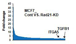 Rad21-Knockdown MCF7 세 포주를 이용한 Microarray분석 데이터