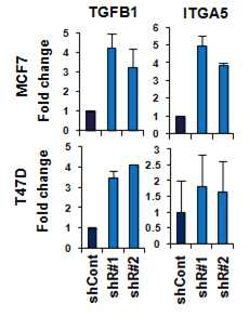 Rad21-knockdown MCF7, T47D 세포주에서 TGFB1과 ITGA5 유전자의 발현 증가 확인.