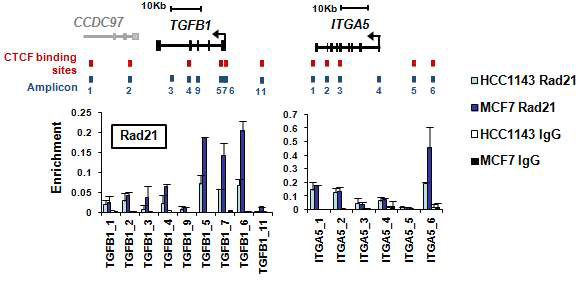 Mesenchymal 유방암세포주인 HCC1143과 epithelial 유방암세포주 인 MCF7 세포주를 이용하여 TGFB1과 ITGA5 유전자에서의 Rad21 결합정 도를 확인.