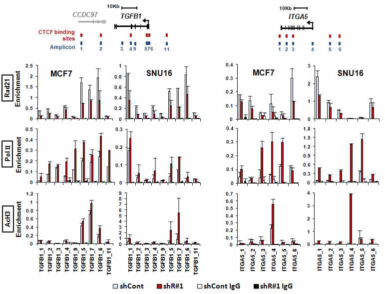 Rad21-Knockdown epithelial MCF7과 SNU16 세포주에서의 각 유전자 TGFB1과 ITGA5에서의 Rad21 결합정도와 그 에 따른 RNA polymerase2 와 AcH3 결합정도를 확인.