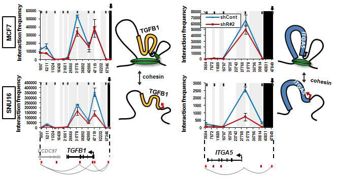 Rad21-knockdown MCF7 세포와 SNU16세포에서 유전자 특이적 인 chromatin looping structure를 확인.