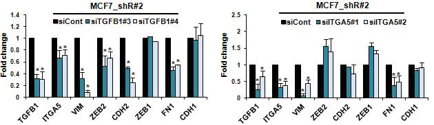Rad21-Knockdown MCF세포주에 siRNA를 이용하여 TGFB1과 ITGA5 유전자 발현을 각각 저해 시킨 후, EMT 마커들의 발현 정도를 확인.