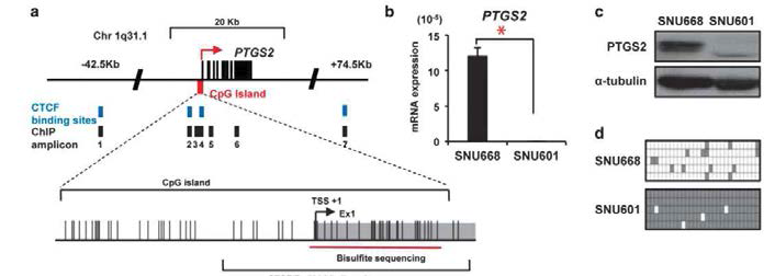 PTGS2 locus의 모식도와 유전자 발현 정도에 따른 DNA methylation