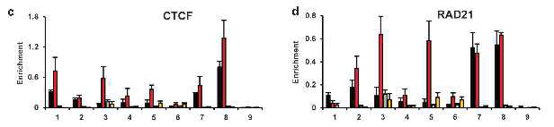 DNA demethylation에 따른 CTCF/Rad21의 결합 증가