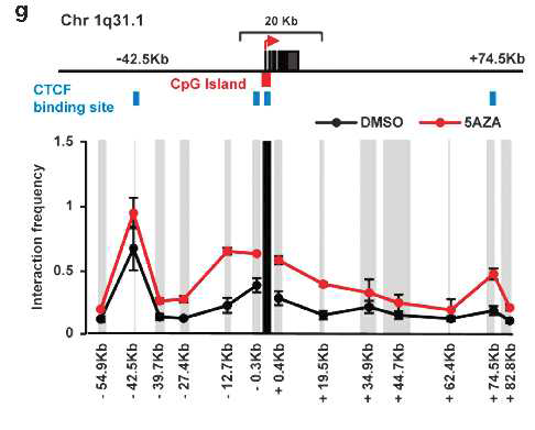 DNA demethylation에 따른 3차 구조의 변화