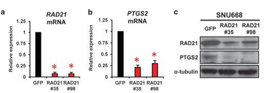Rad21 knockdown에 따른 PTGS2 유전자 발현의 저해