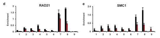 Rad21 knockdown에 따른 cohesin molecule의 결합 저해