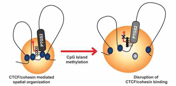 Methylation-sensitive한 CTCF결합에 의한 PTGS2 유전자의 3차 구조 조절 모델