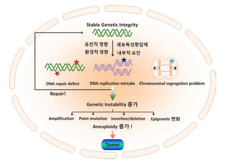 Genetic instability 증가에 의한 암 발생 기전.