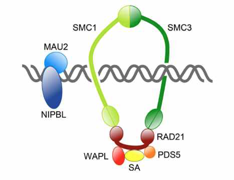 Cohesin molecules의 모식도.