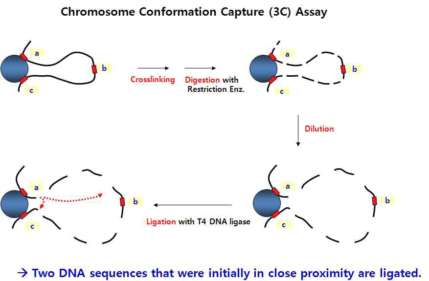 3C assay란? Formaldehyde로 고정시킨 세포의 DNA를 제한효소를 이용하여 자른 후에, 짧은 시간 동안 ligation을 수행하게 되면, 가까이 위치한 두 지점(A-C)은 re-ligation 되지만, 멀리 떨어진 두 지점(A-B)은 re-ligation 되지 않으므 로, 이러한 차이를 이용하여 상대적인 거리를 계산할 수 있음.