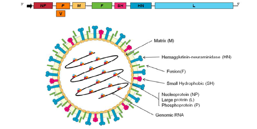 Schematic diagram of PIV5 particle and genome organization.
