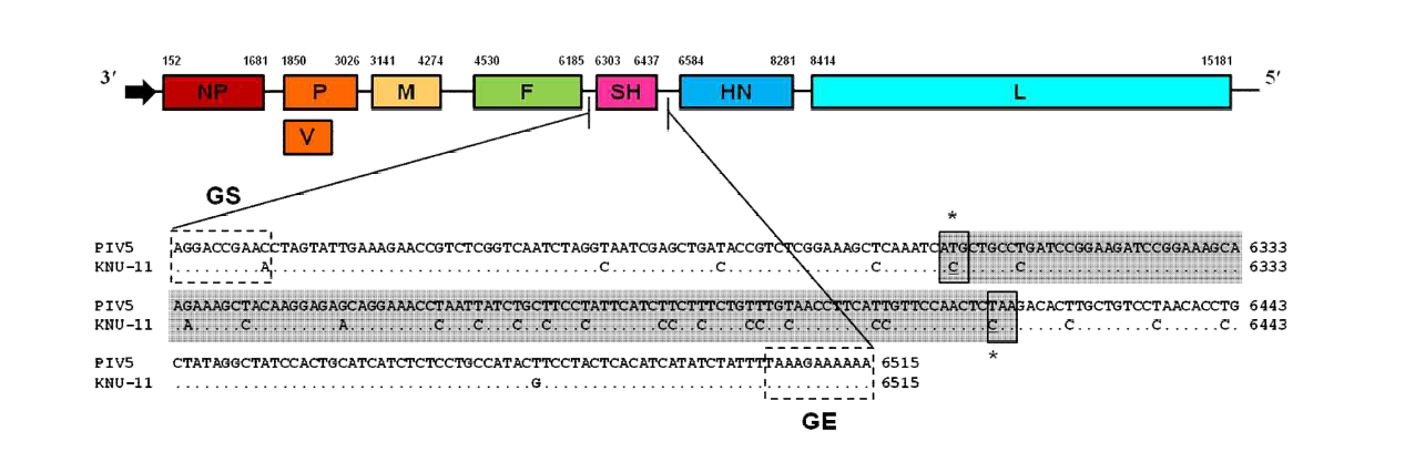 Nucleotide sequence alignment of the SH genes between PIV5 and KNU-11.