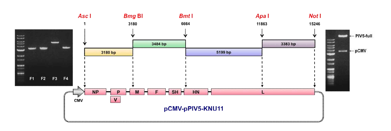 Schematic structure of pCMV-pPIV5-KNU11. Four fragments covering the whole genome of pPIV5 were amplified by RT-PCR.