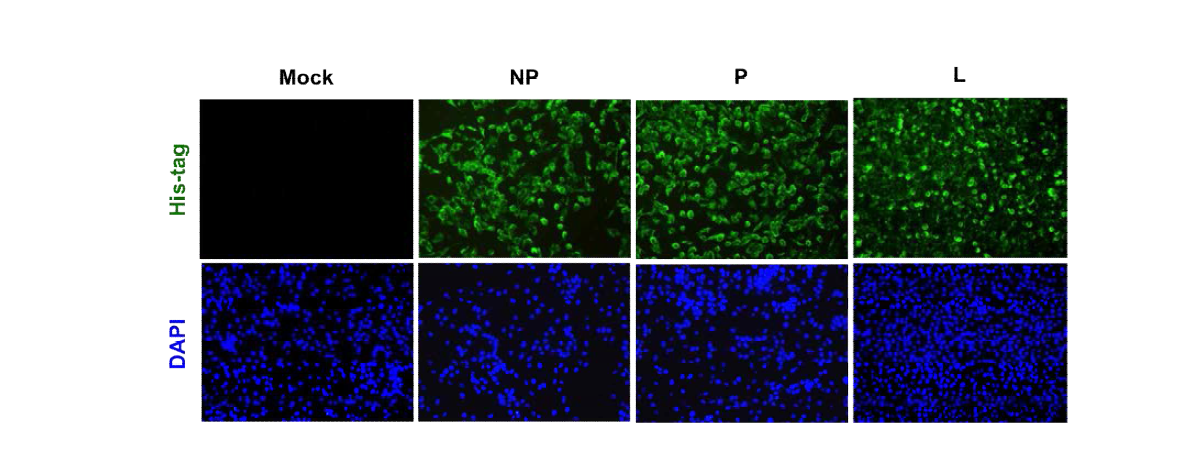 Expression of viral NP, P, and L genes in BHK-T7 cells.