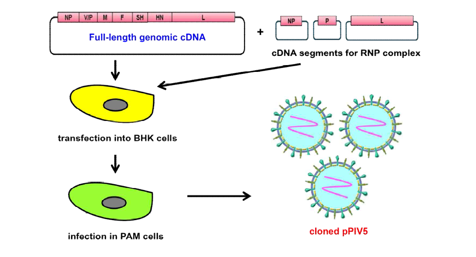 Schematic diagram of rescue of cloned pPIV5. The plasmid encoding the full-length genome of pPIV5 was transfected in BHK cells with three helper plasmids.