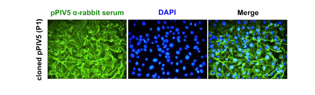 Identification of KNU-11 cloned virus. Virus-specific CPE was photographed at 24 hpi using an inverted microscope at a magnification of 100 ×.