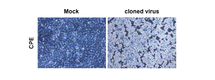 Production of pPIV5 cloned virus. The rescued progeny infectious pPIV5 is confirmed by IFA with anti-pPIV5 NP rabbit serum.