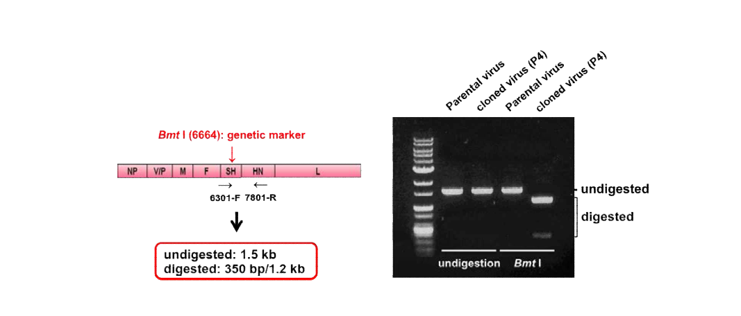 Identification of cloned pPIV5 using specific genetic marker. The region surrounding the Bmt I genetic marker was RT-PCR amplified followed by restriction enzyme digestion.