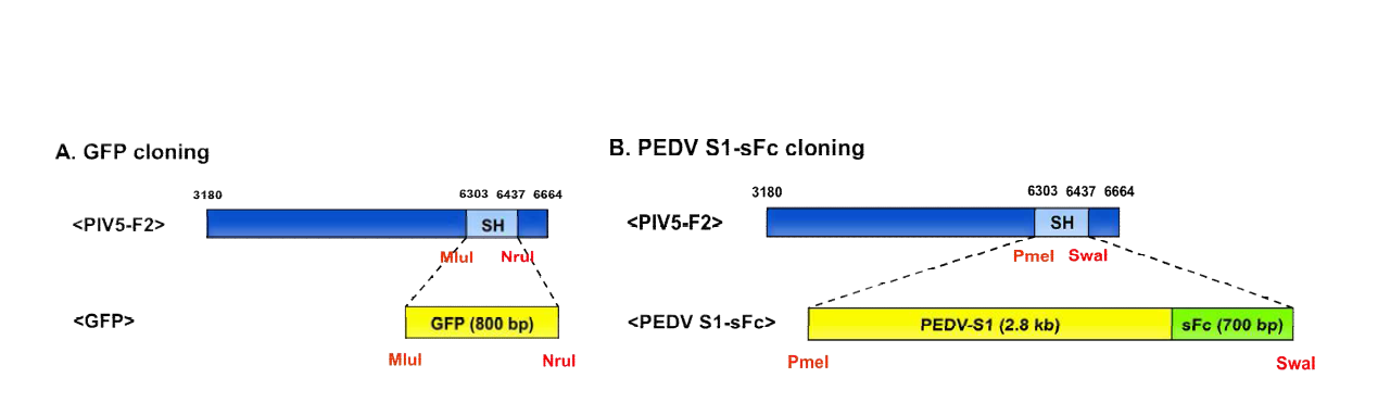 Construction of recombinant pPIV5 infectious clones expressing foreign genes.