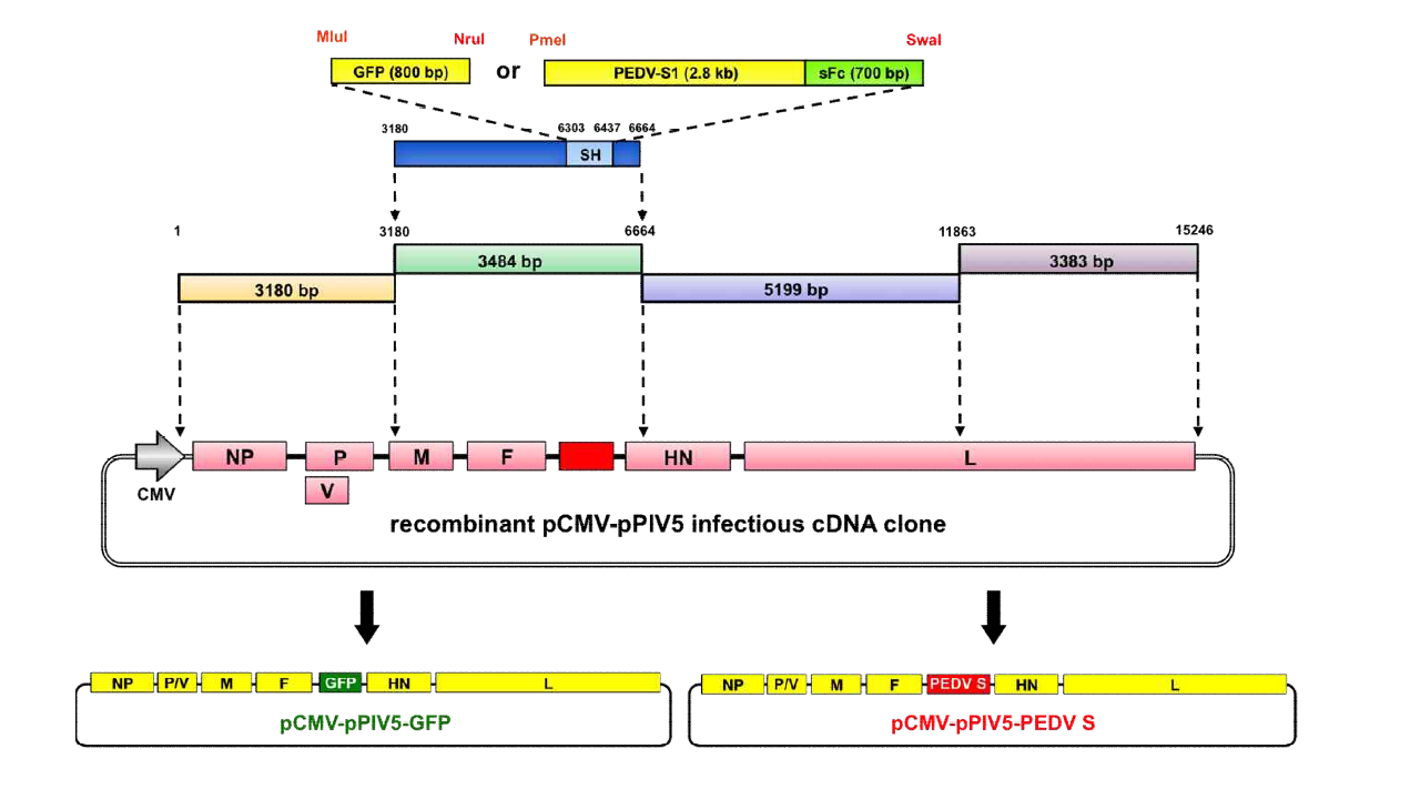 Schematic structure of recombinant pCMV-pPIV5 infectious cDNA clone.