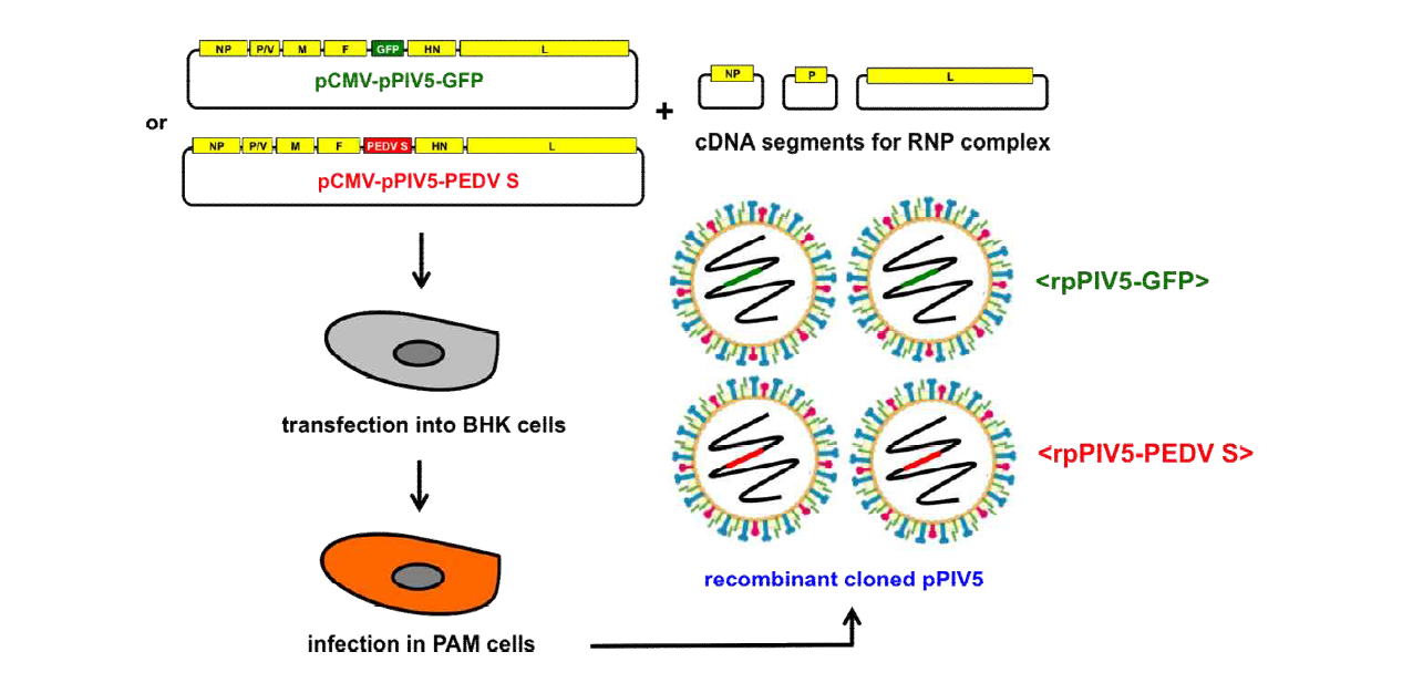 Schematic diagram of rescue of recombinant cloned pPIV5.