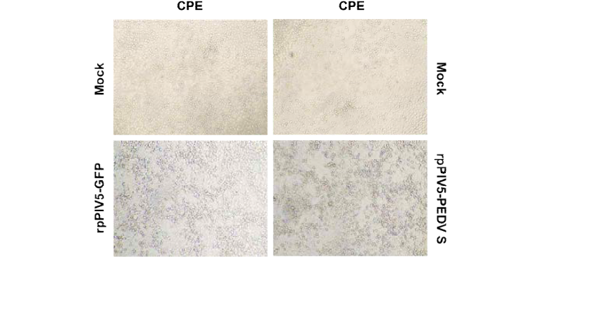 Identification of rpPIV5-GFP and rpPIV5-PEDV S. Virus-specific CPE was photographed at 48 hpi using an inverted microscope at a magnification of 100 ×.