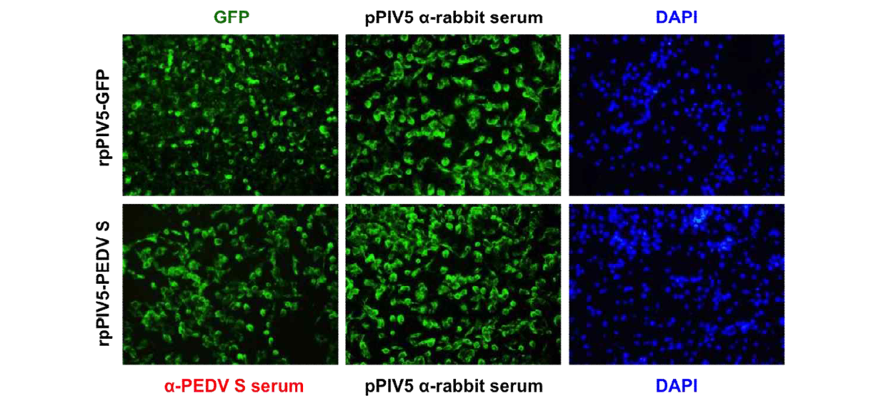 Production of rpPIV5-GFP and rpPIV5-PEDV S. The rescued progeny infectious rpPIV5-GFP is visible at 24 hpi using an inverted microscope,