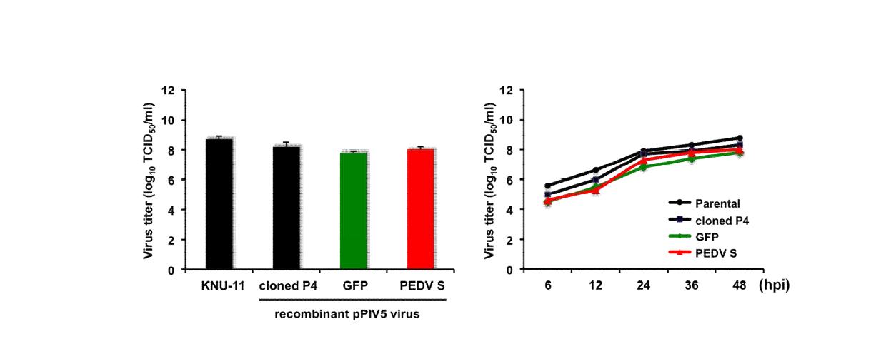 Growth kinetics of rpPIV5-GFP and rpPIV5-PEDV S. The rpPIV5 virus derived from the transfected cells was amplified by subsequent passages in PAM cells.