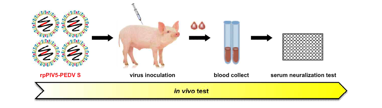 For in vivo swine experiments, total of 3 suckling piglets are randomly divided to 2 experimental groups housed in 2 separated rooms