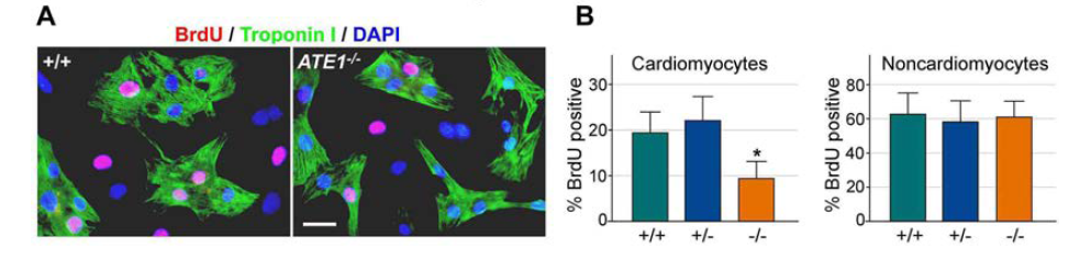 +/+와 ATE1 녹아웃 배아심장의 심근세포를 정제하여 체외 배양하면서 증식을 분석하였다.