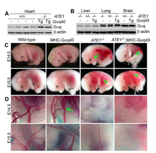 ATE1-/- 때 혈관 결핍엔 영e향mb이ry o없에이서 심G장aq 를결 핍과을발 회현복시시켰킴을 (심A장, 에B)서 E 1G3.5의 ATE1-/-; MHC-Gaq40 embryo의 안됨 (B). (aCq)가 A T과E발1+현/-되em나b ry(oA와) 간MH, C폐-,G 뇌에서는 체의 전체 조직형태. (D) (C)에 나와있는a q배40아 의모 yolk sac의 확대 사진.