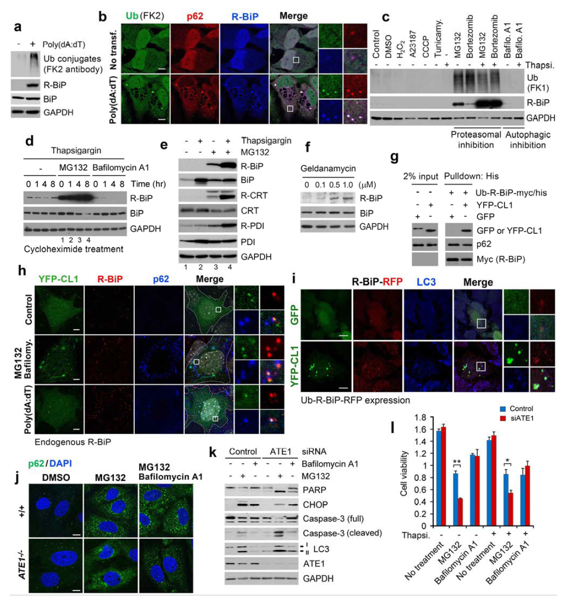 R-BiP이 세포질의 변형단백질과 결합하여 자식작용을 통한 분해를 매개함으로서 protein quality control의 역할을 함.