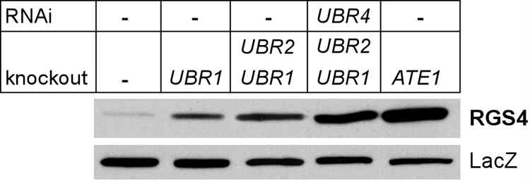 RGS4의 immunoblotting 분석을 각종 N-말단 분해경로 돌연변이 세포주에서 수행 하였음.