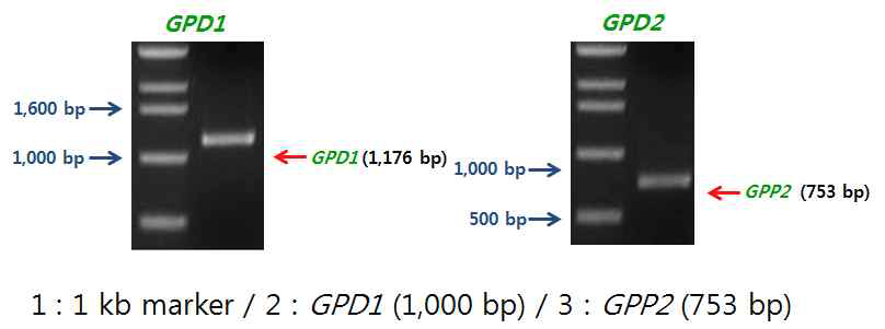 증폭된 S. cerevisiae 유래 GPD1, GPP2의 전기영동 결과