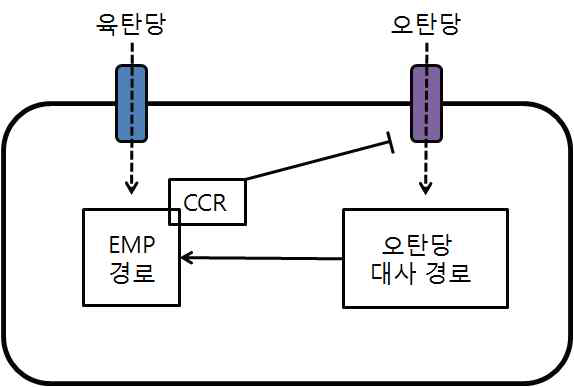 EIIC를 암호하는 ptsG 유전자의 제거를 통한 CCR 해제 방법의 모식도