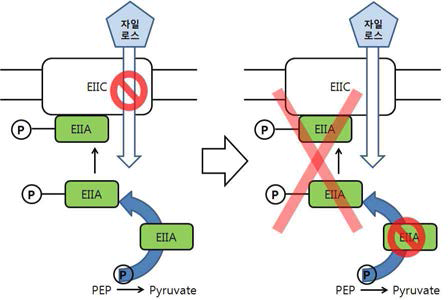 EIIC를 암호하는 ptsG 유전자의 제거를 통한 CCR 해제 방법의 모식도
