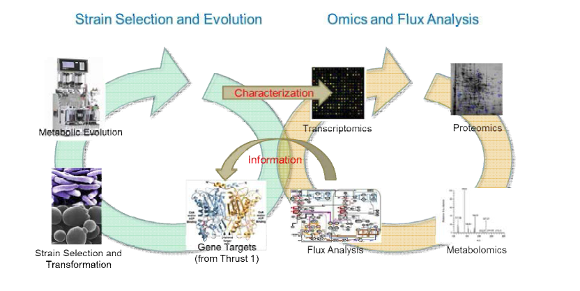 Omics-based flux analysis를 통한 타겟 유전자 규명