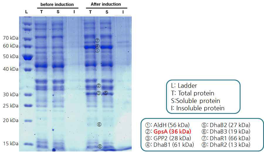 SDS-PAGE를 통한 gpsA 및 기타 3-HP 생산 경로상의 단백질들의 발현 양상
