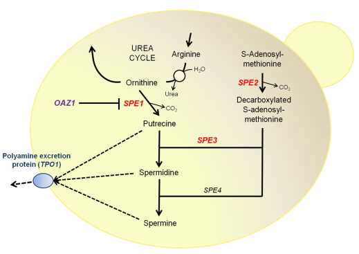 높은 수준의 스퍼미딘을 갖는 재조합 S. cerevisiae의 구축