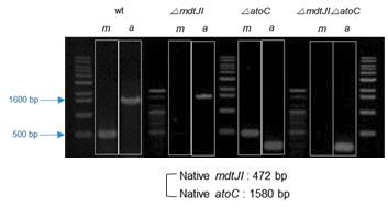 PCR method를 이용한 atoC와 mdtJI 유전자의 파쇄 확인