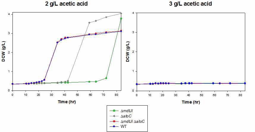 스퍼미딘 과량생산 균주별 acetic acid 내성 실험 결과