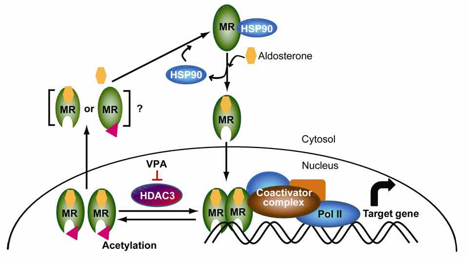 HDAC 억제제에 의한 MR 전사활동 조절 모식도.