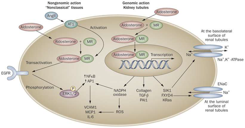 MR의 genomic and nongenomic 효과.