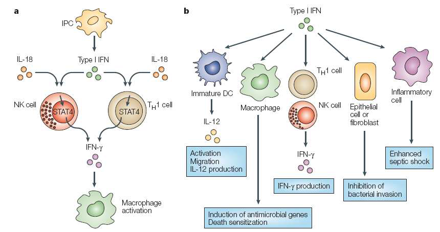 항세균 면역반응에서 Type 1 interferon의 다양한 역할. IPC: interferon-producing cells