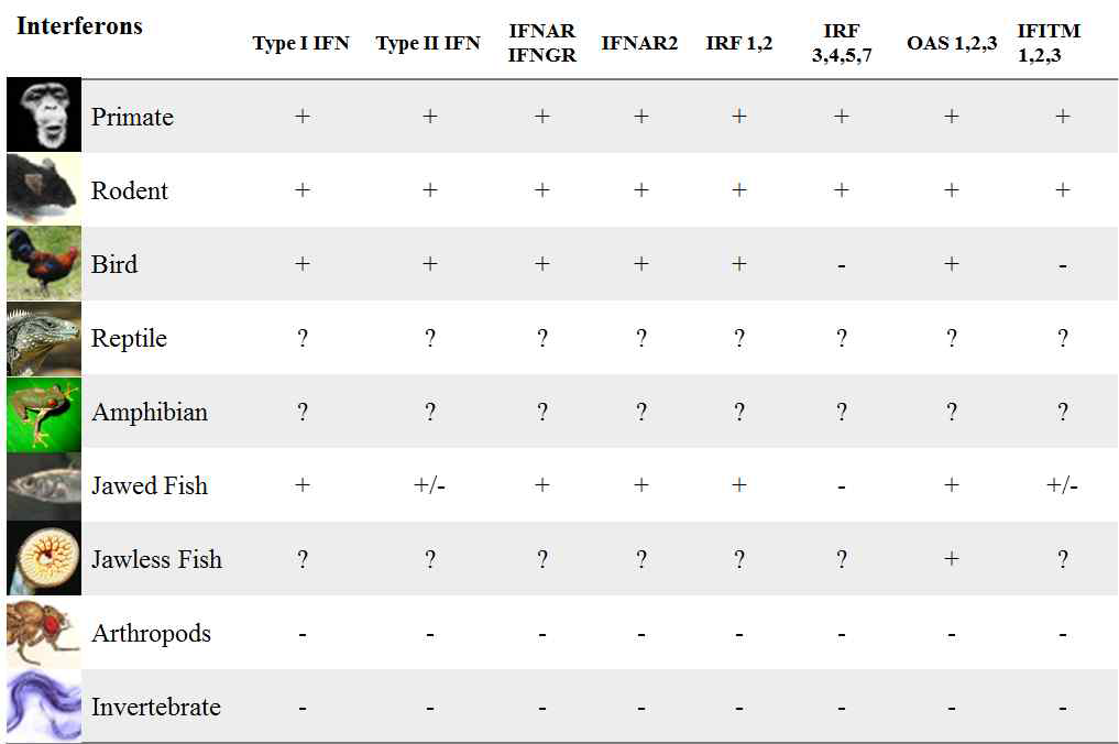 다양한 동물들의 유전체에서 T1 IFN 관련 유전자들의 존재 유무