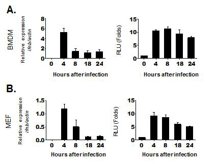 MEF와 BMDM에서 쯔쯔가무시균 감염 후 ifnb mRNA와 분비 된 T1 IFN들의 발현양 분석