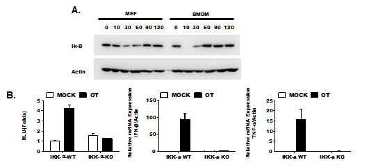 쯔쯔가무시균 감염 후 IkB 양 변화와 감염된 IKK-a K/O MEF 배양액을 이용한 ISRE-luciferase reporter 활성 분석