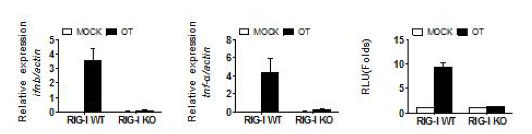RIG-I KO MEF에서 IFN-b와 TNF-a의 발현 분석